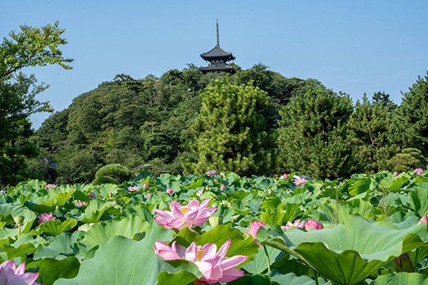 三溪園 早朝観蓮会