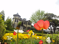 コクリコの花畑(外交官の家)画像