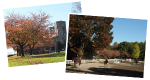 根岸森林公園