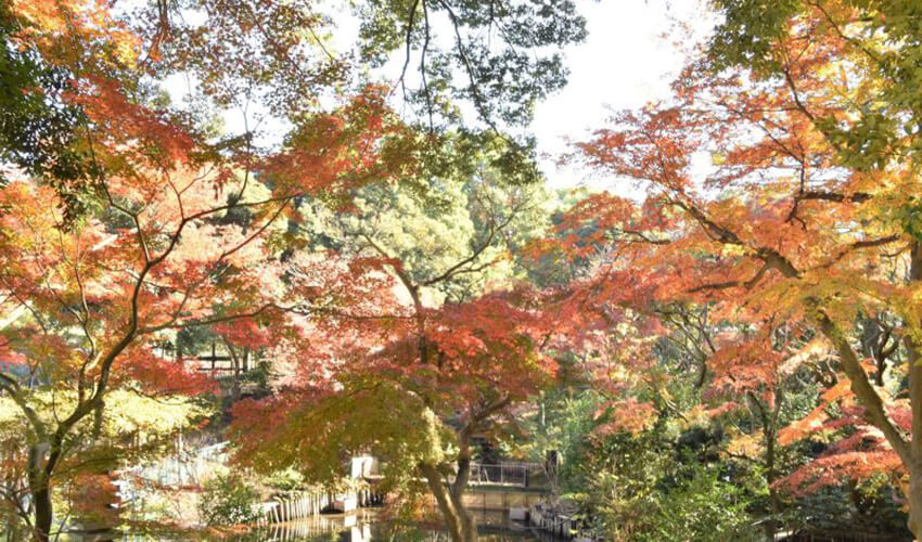 動物園内紅葉 大池