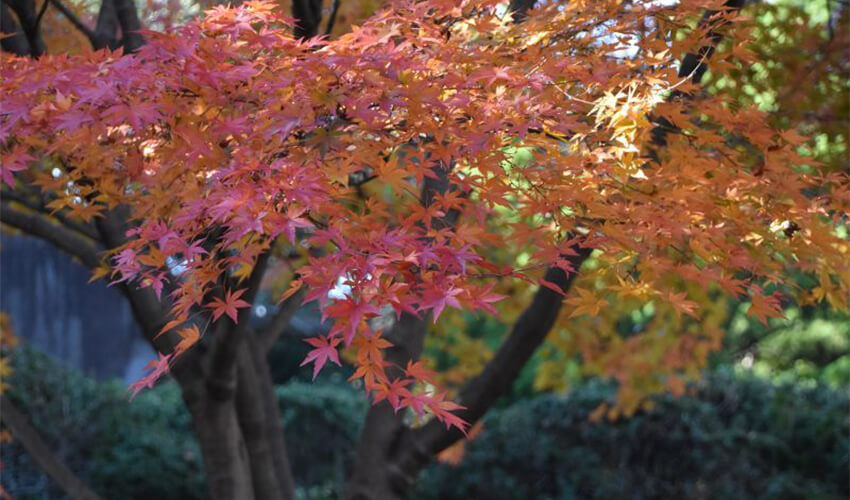 野毛山公園散策地区