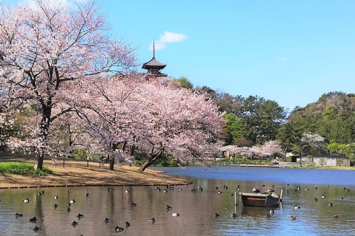 大池と三重塔と池辺の桜