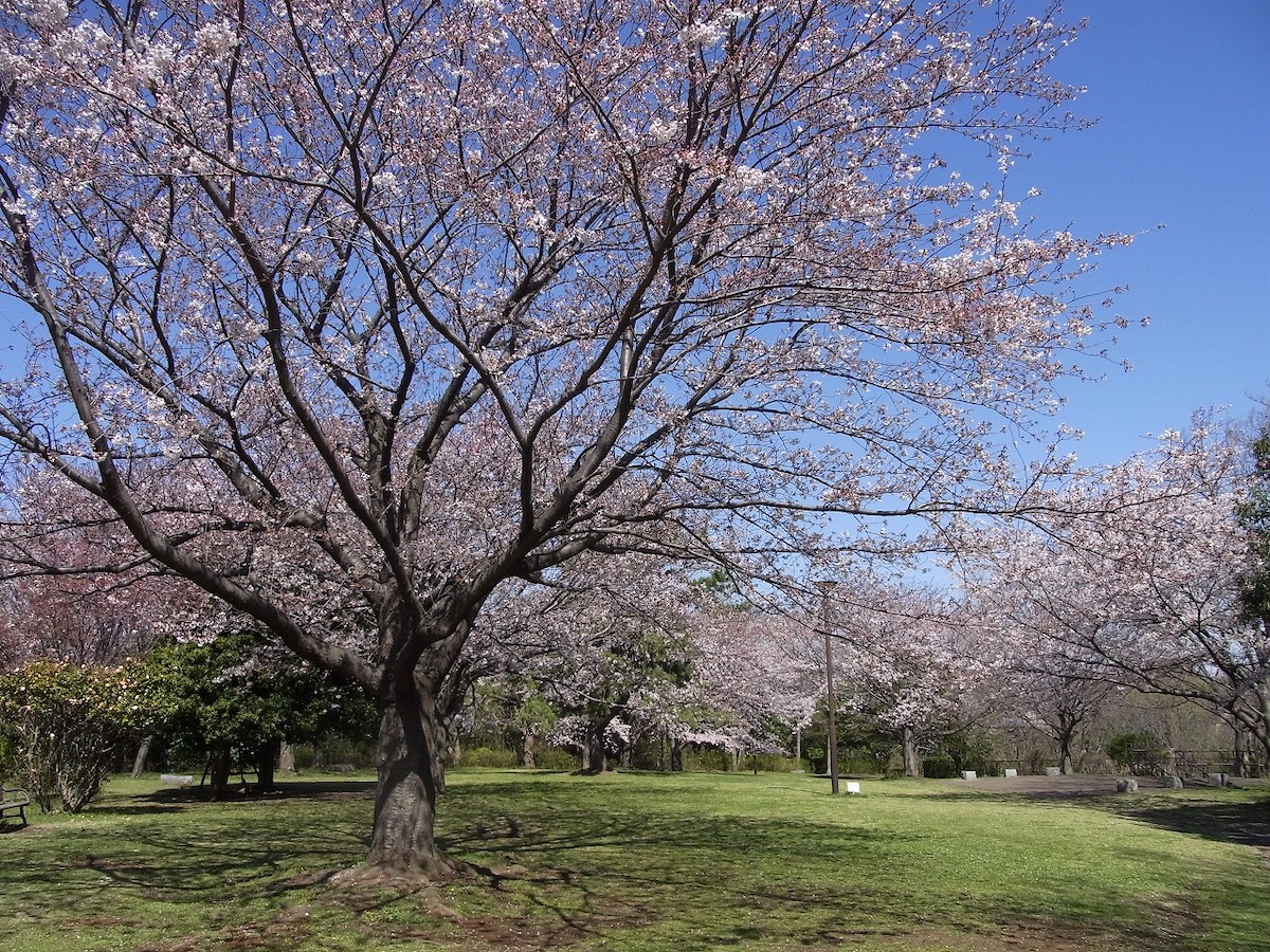 本牧山頂公園のソメイヨシノ