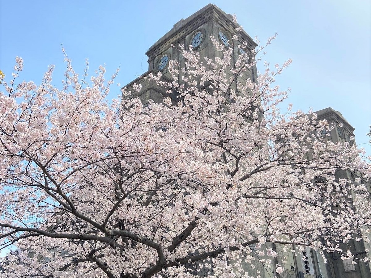 根岸森林公園の桜と旧一等馬見所