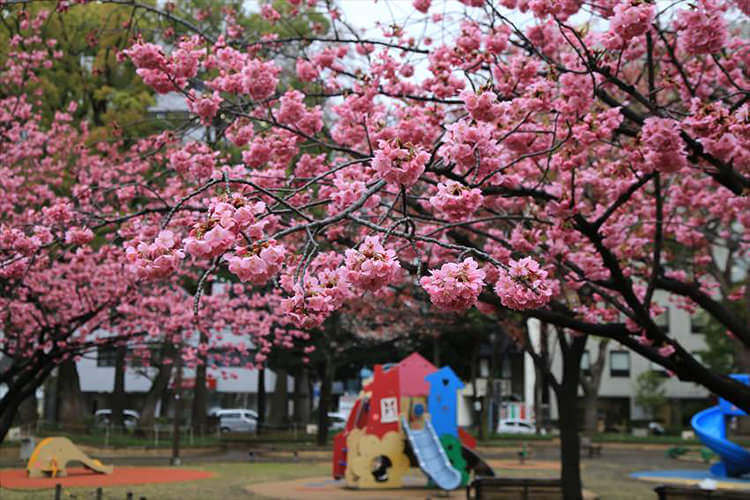 横浜公園の横浜緋桜 ヒザクラ