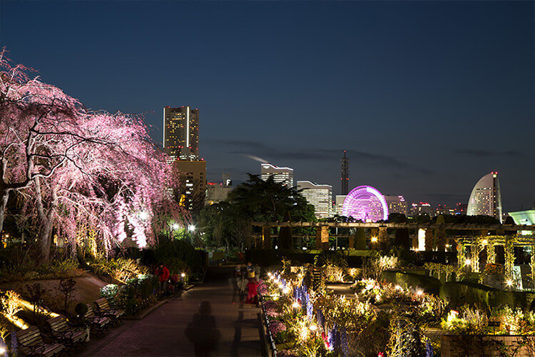 夜桜スポット 山下公園未来のバラ園からみなとみらい