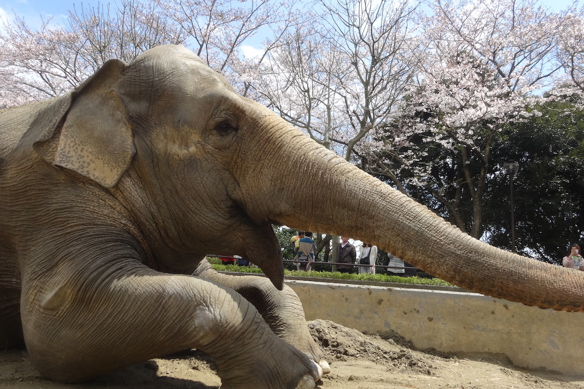 金沢自然公園の動物園インドゾウ「ヨーコ」と桜