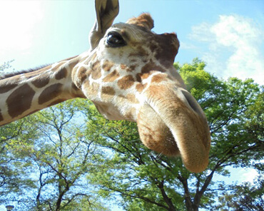 野毛山動物園