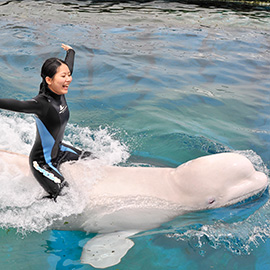 海の生きものたちとのふれあいプログラム