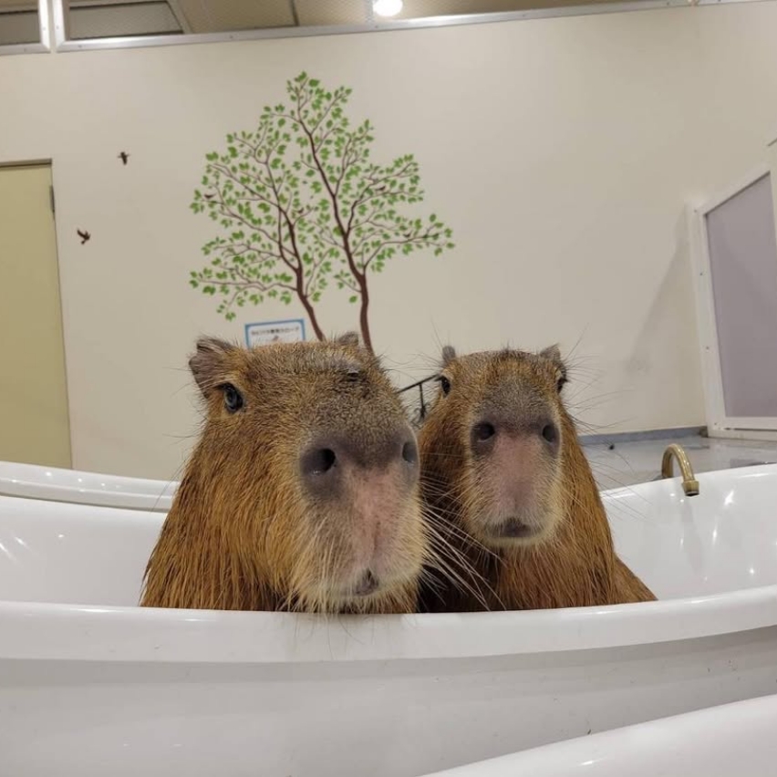 横浜で動物とリラックス！ふれあいスポット3選