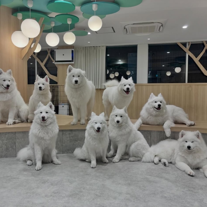 サモエドカフェアル 横浜中華街店
