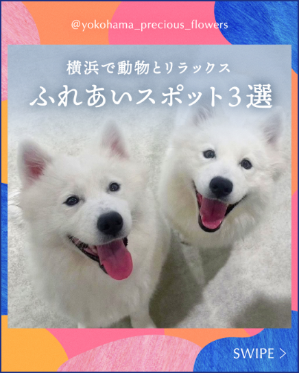 横浜で動物とリラックス！ふれあいスポット3選