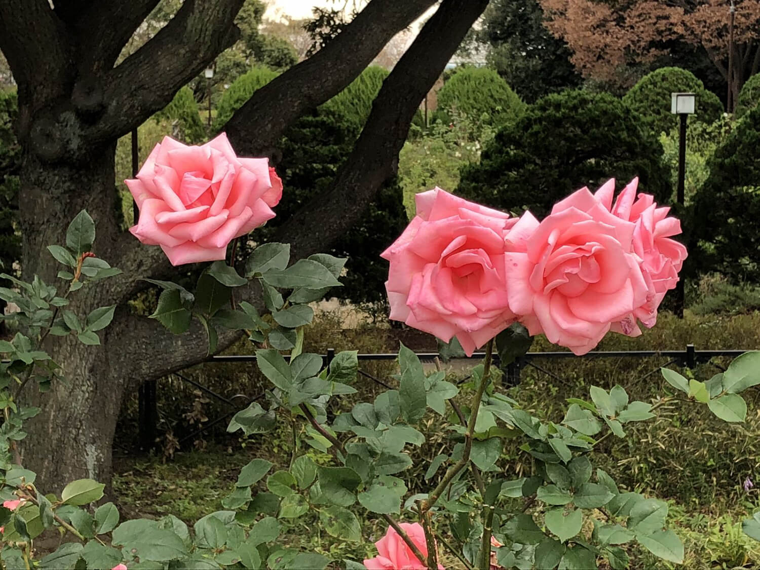 港の見える丘公園