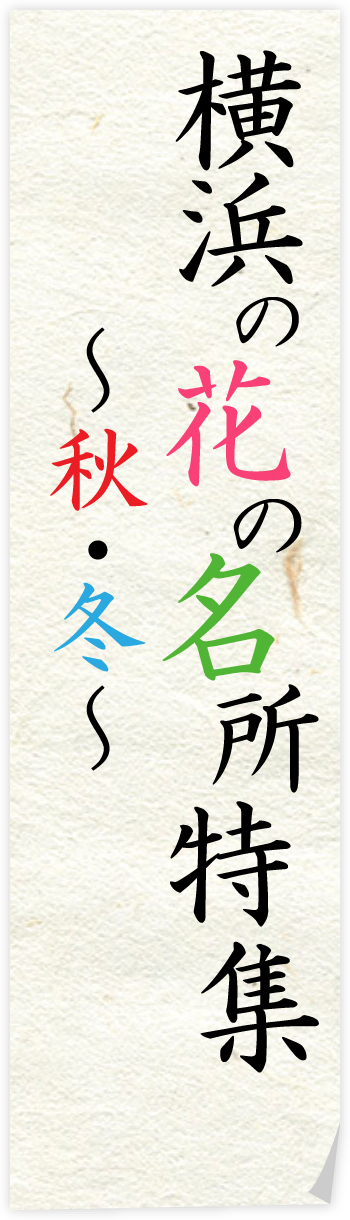 横浜の花の名所特集 ～秋・冬