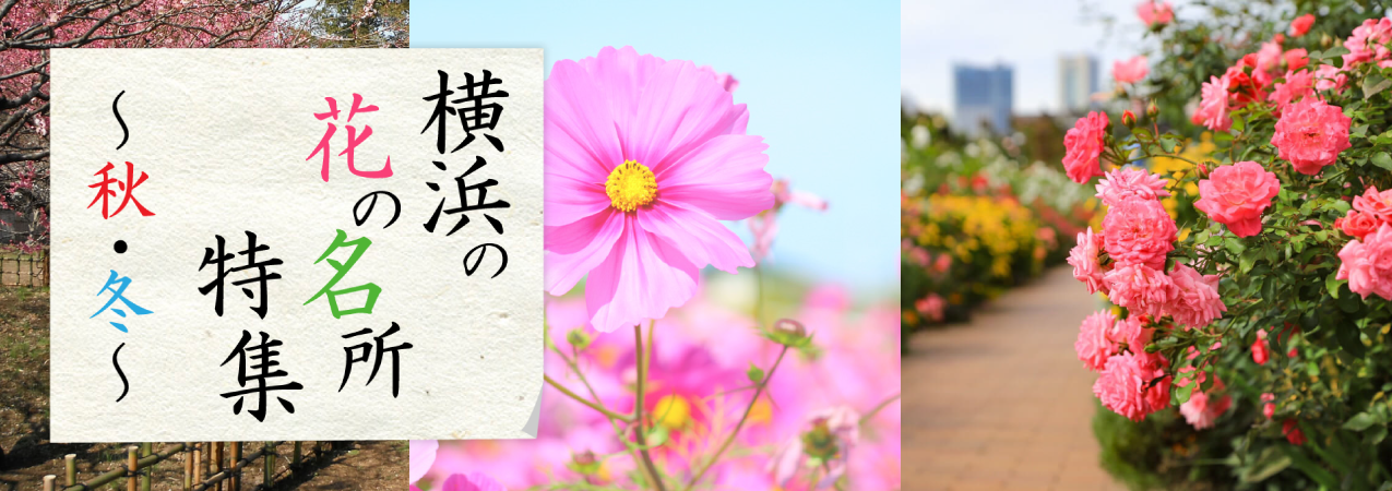 横浜の花の名所特集 ～秋・冬～