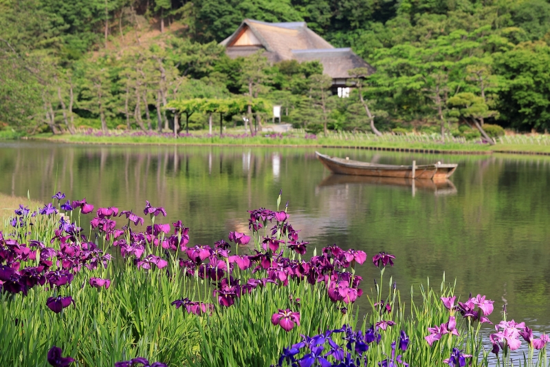 三溪園 花菖蒲（ハナショウブ）