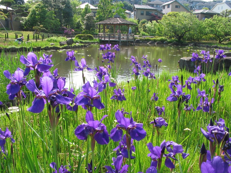 馬場花木園 花菖蒲（ハナショウブ）