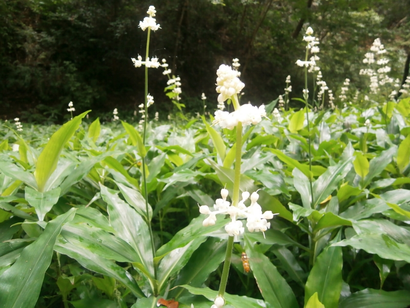 富岡総合公園 ヤブミョウガ