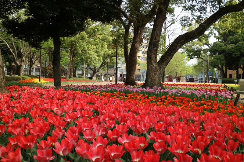 横浜公園 チューリップ