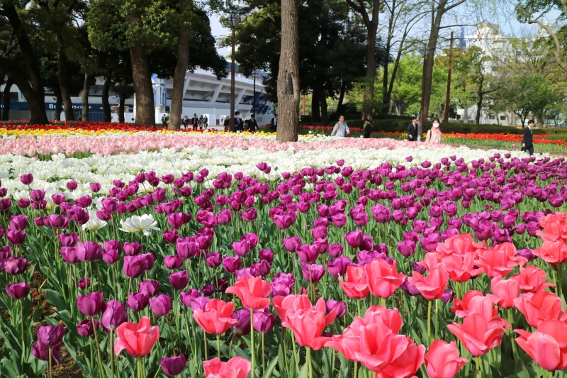 横浜公園 チューリップ