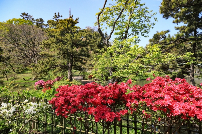 三溪園 ツツジ