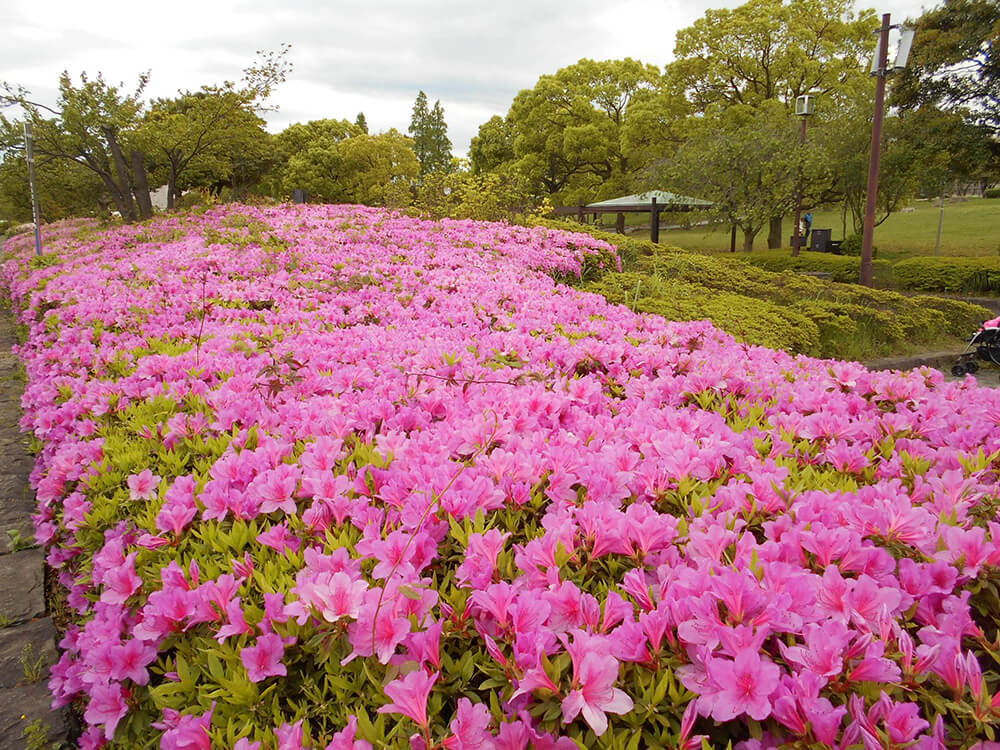 長浜公園 ツツジ