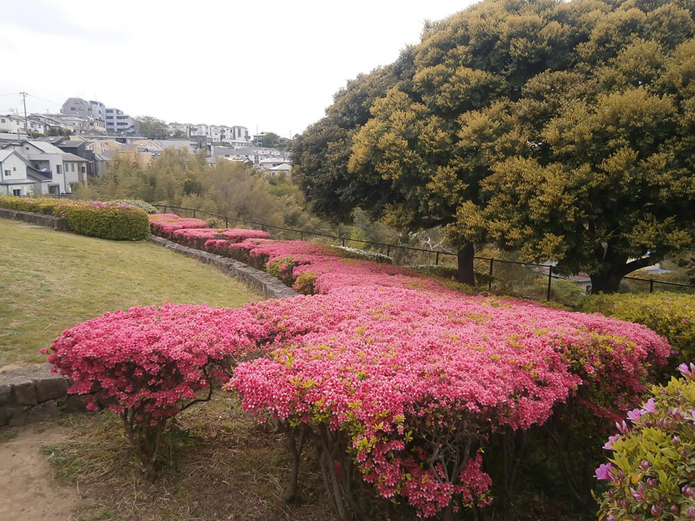 富岡総合公園 ツツジ