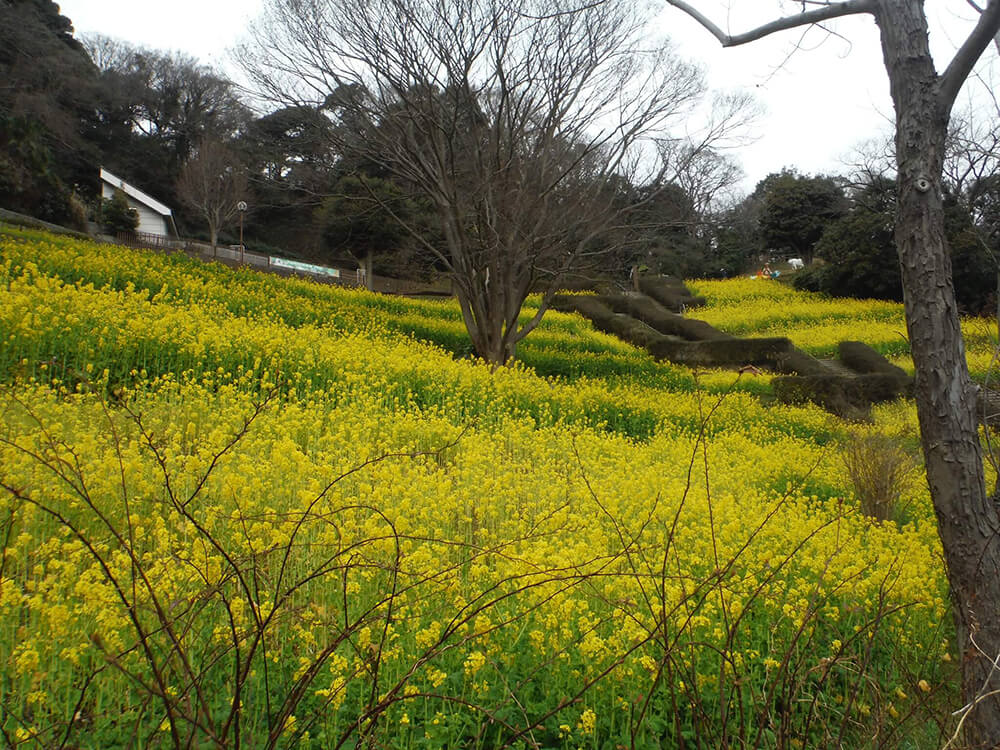 金沢自然公園・金沢動物園 菜の花