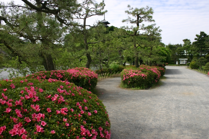 サツキ（三溪園）