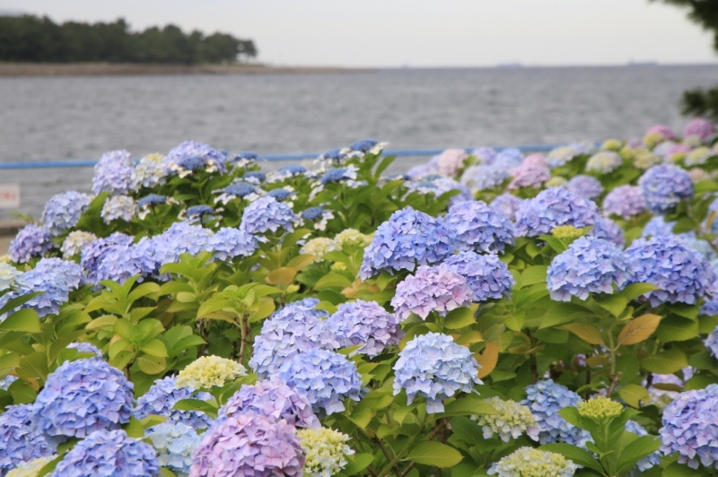 横浜・八景島シーパラダイス 紫陽花（アジサイ）