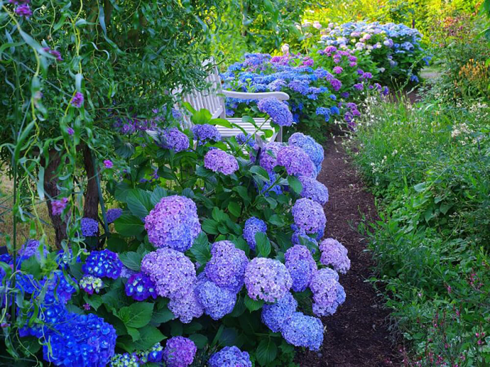 横浜イングリッシュガーデン 紫陽花（アジサイ）