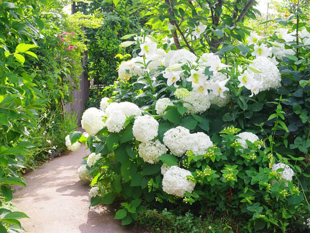 横浜イングリッシュガーデン 紫陽花（アジサイ）