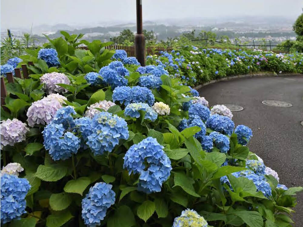 金沢自然公園・金沢動物園 紫陽花（アジサイ）