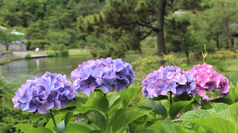 三溪園（アジサイ）