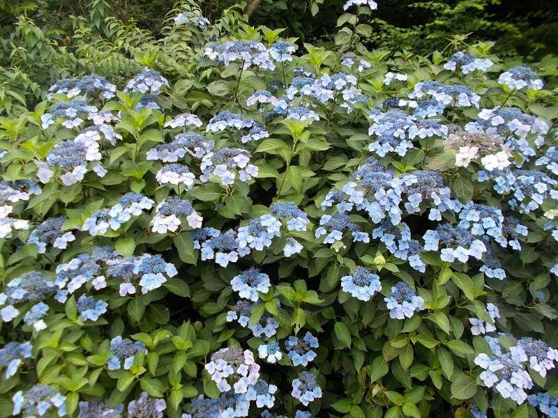 俣野別邸庭園 紫陽花（アジサイ）