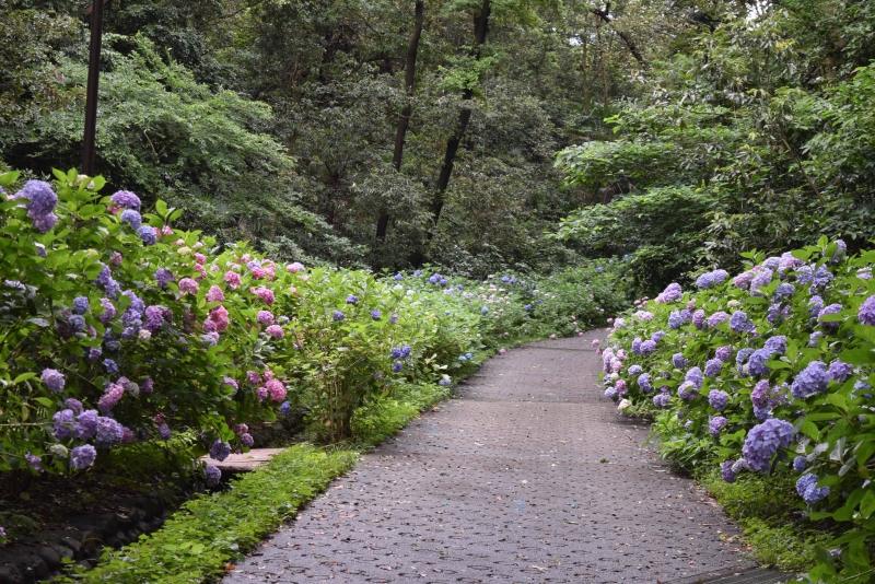 富岡総合公園 紫陽花（アジサイ）