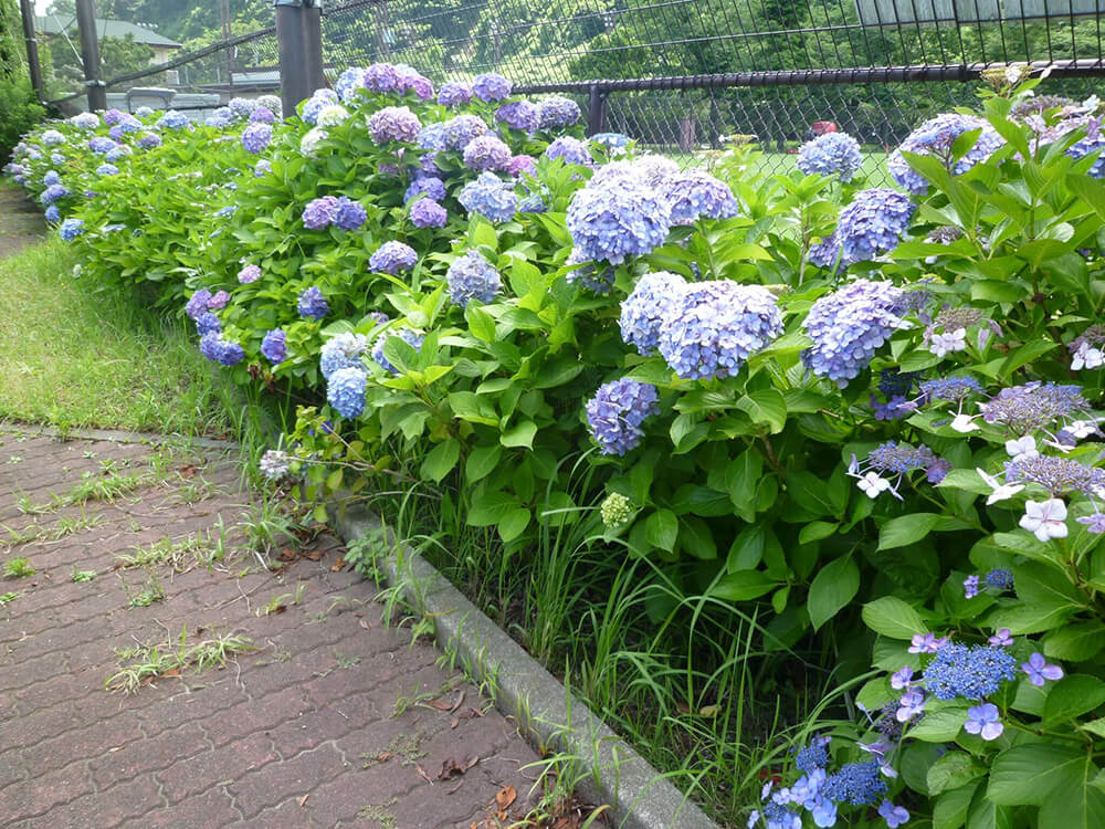 長浜公園 紫陽花（アジサイ）