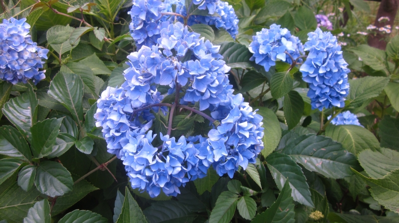 県立三ツ池公園 紫陽花（アジサイ）