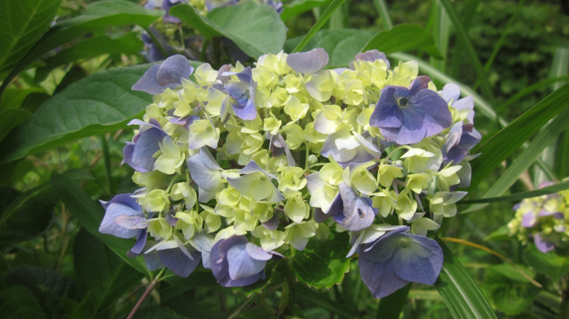 県立三ツ池公園 紫陽花（アジサイ）