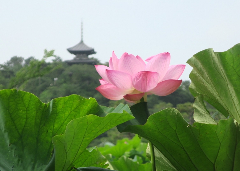 三溪園 蓮（ハス）