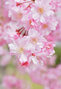 【2023年版】横浜のおすすめお花見スポット＆桜スイーツ