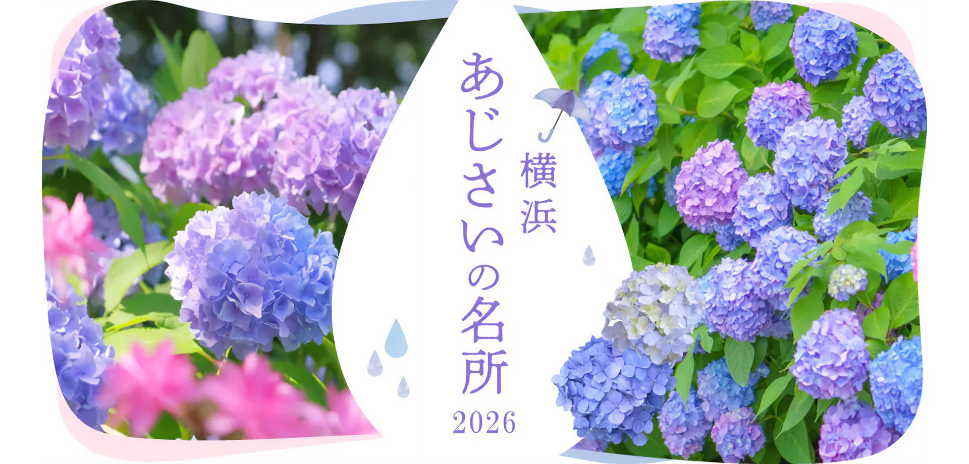 特集
							横浜 あじさいの名所2026