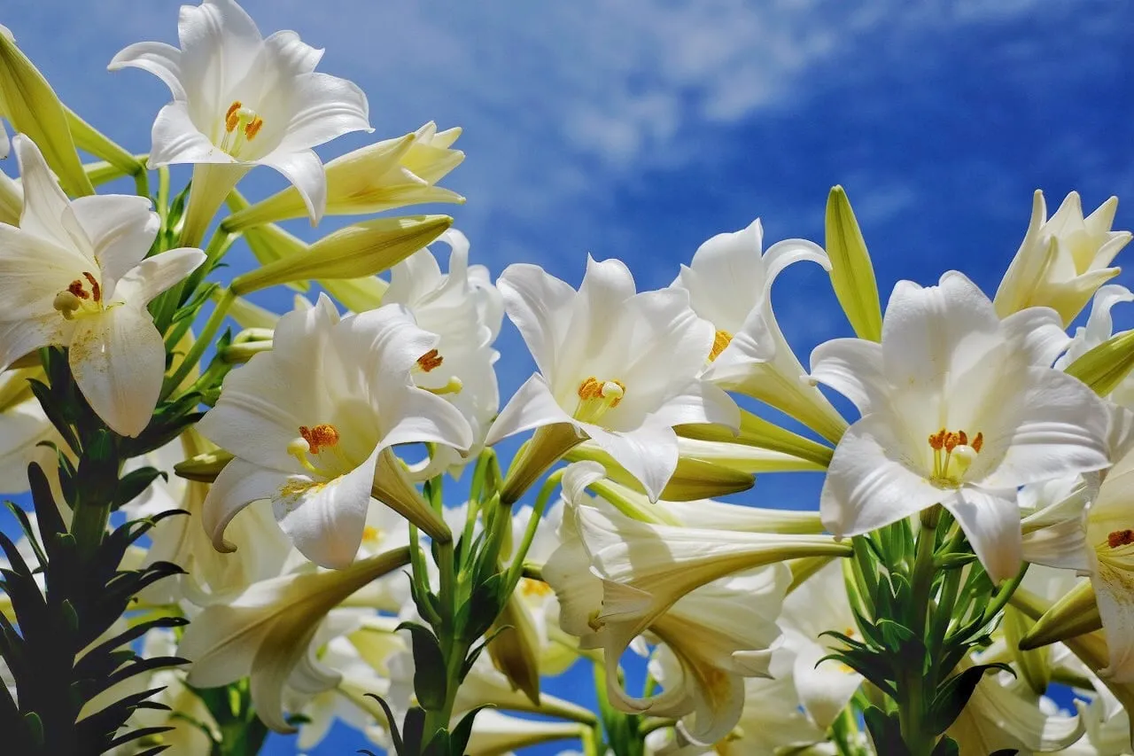 えらぶゆり（イメージ） ©Okinoerabu Island