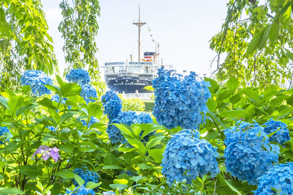 山下公園 あじさい