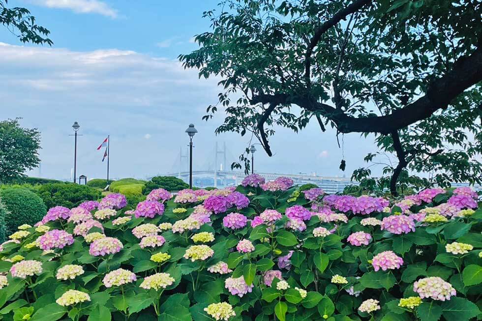 港の見える丘公園 あじさい