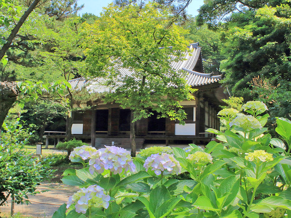 三溪園 あじさい