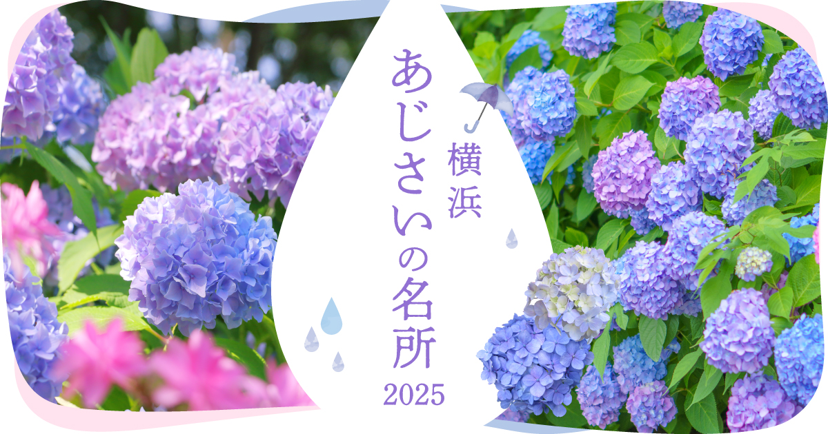横浜 あじさいの名所2025
