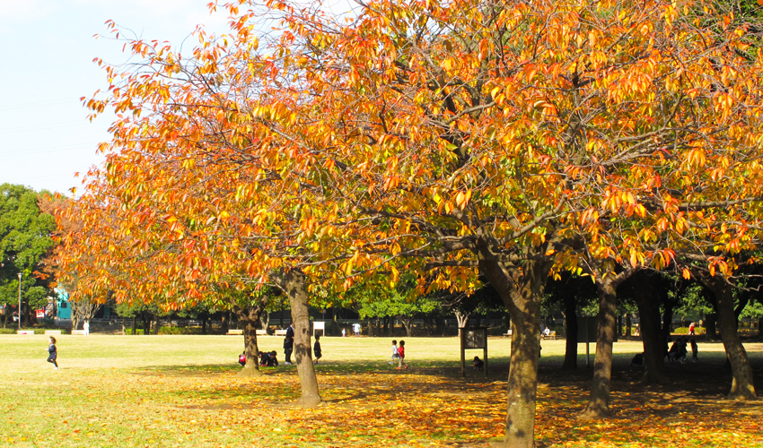 岸根公園