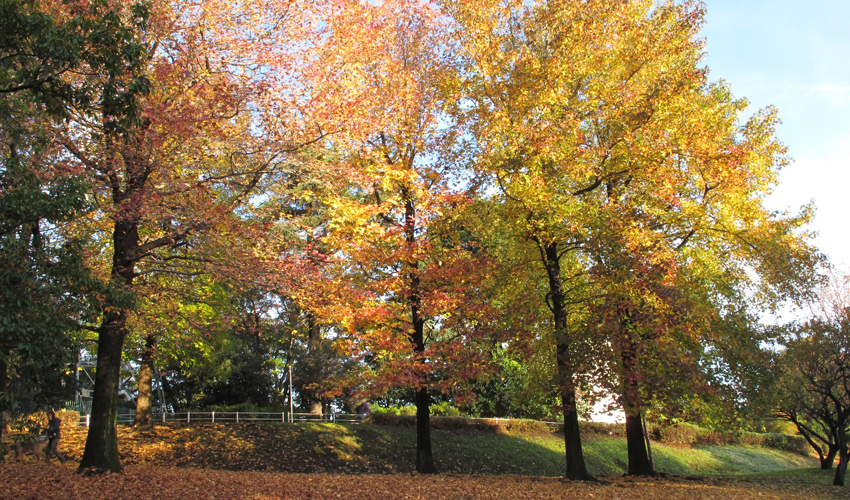 岸根公園