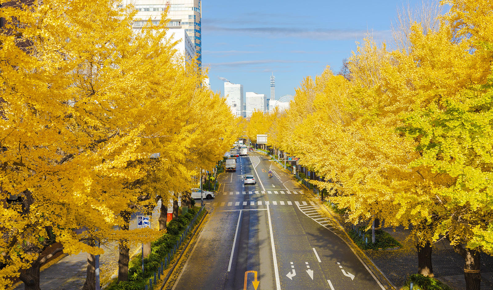 山下公園通り 紅葉